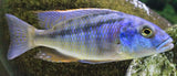Buccochromis Heterotaenia - Rons Cichlids