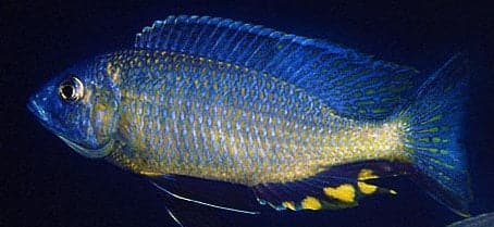 Copadichromis Mchenga Conophoros - Rons Cichlids