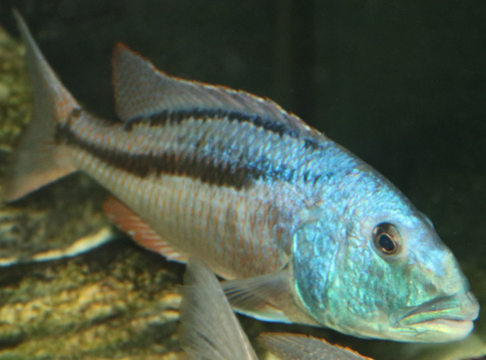 hawk_b622fb44-eb81-4edc-bd23-