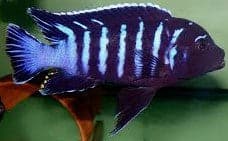 Metriaclima sp. “Dolphin Manda” – Rons Cichlids