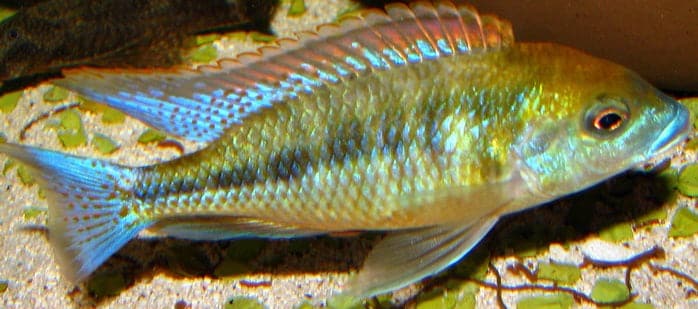 Mylochromis Plagiotaenia (Very Rare) - Rons Cichlids