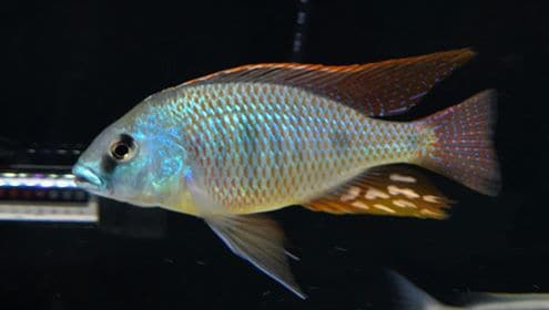 Otopharynx Tetrastigma - Rons Cichlids