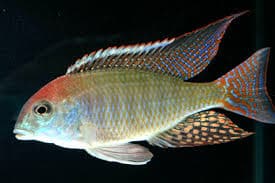 Lethrinops Sp. Red Cap - Rons Cichlids