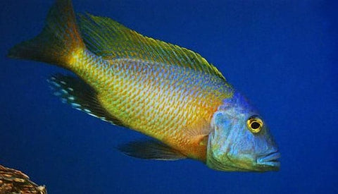 Buccochromis Rhoadesii Yellow - Rons Cichlids