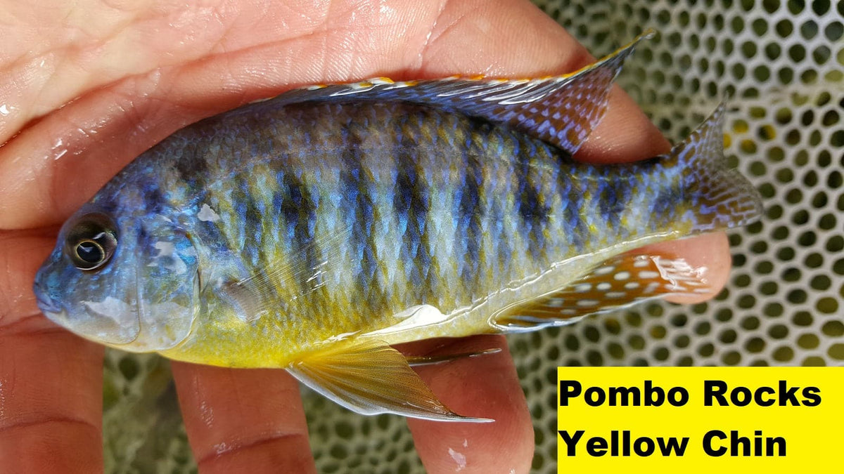 Pambox Rocks Pombo Rocks Yellow Chin – Rons Cichlids
