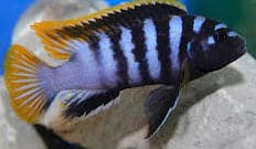 Labidochromis Yellow Fin Mbamba - Rons Cichlids
